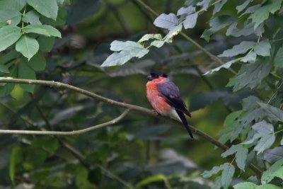 Pyrrhula pyrrhula - Bullfinch