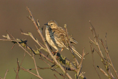 Anthus pratensis - Meadow Pipit