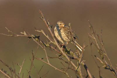 Anthus pratensis - Meadow Pipit