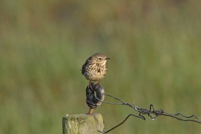 Anthus pratensis - Meadow Pipit