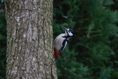 Dendrocopos major - Great Spotted Woodpecker