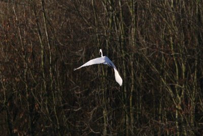 Casmerodius albus albus - Western Great Egret