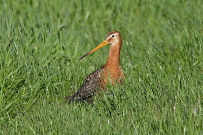 Limosa limosa - Black-tailed Godwit