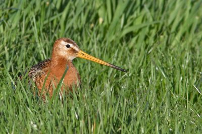 Limosa limosa - Black-tailed Godwit
