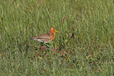 Limosa limosa - Black-tailed Godwit