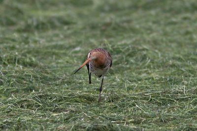 Limosa limosa - Black-tailed Godwit