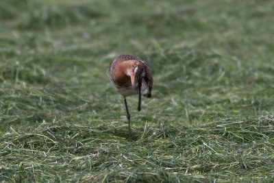 Limosa limosa - Black-tailed Godwit