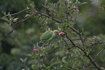 Psittacula krameri - Ring-necked Parakeet