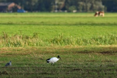 Threskiornis aethiopicus - Sacred Ibis