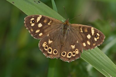 Pararge aegeria - Speckled Wood