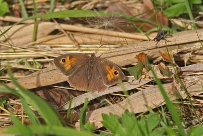 Maniola jurtina - Meadow Brown