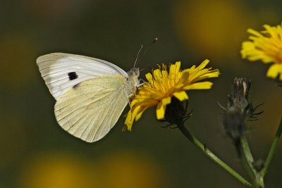 Pieris brassicae - Large White