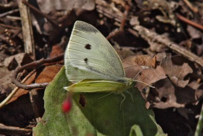 Pieris rapae - Small White