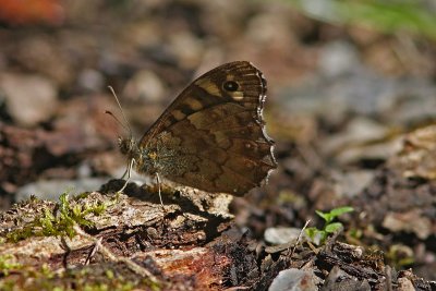 Pararge aegeria - Speckled Wood
