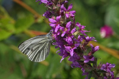 Pieris napi - Green-veined White