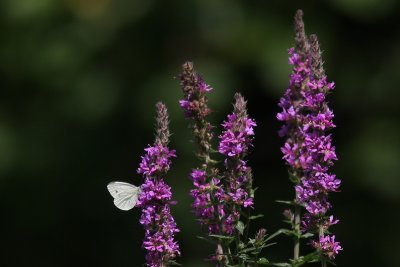 Piersis napi - Green-veined White