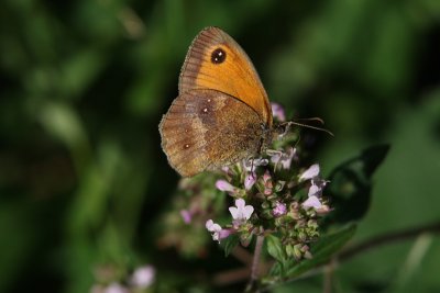 Pyronia tithonus - Gatekeeper