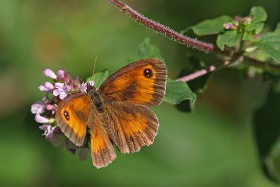 Pyronia tithonus - Gatekeeper