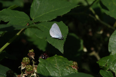 Celastrina argiolus - Holly Blue