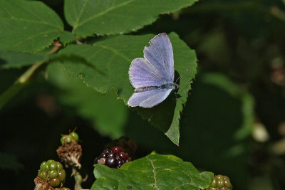 Celastrina argiolus - Holly Blue