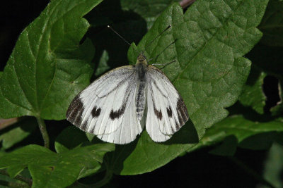Pieris napi - Green-veined White