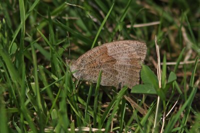 Maniola jurtina - Meadow Brown
