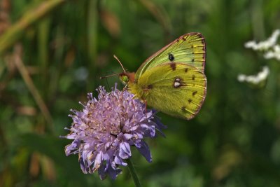 Colias hyale - Pale Clouded Yellow
