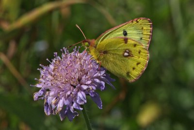 Colias hyale - Pale Clouded Yellow