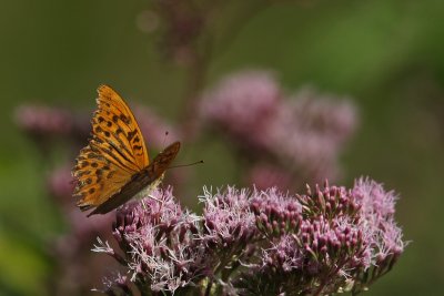 Argynnis paphia - Silver-washed Fritillary
(male)