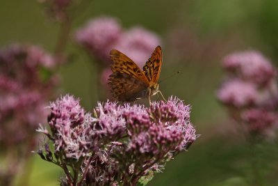 Argynnis paphia - Silver-washed Fritillary
(male)