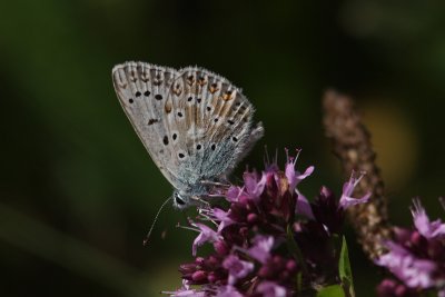Polyommatus icarus - Common Blue