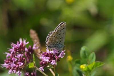 Polyommatus icarus - Common Blue