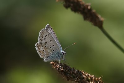 Polyommatus icarus - Common Blue