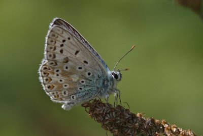 Polyommatus icarus - Common Blue