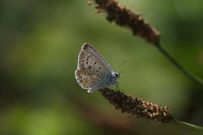 Polyommatus icarus - Common Blue
