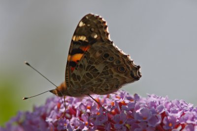 Vanessa cardui - Painted Lady