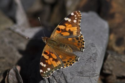 Vanessa cardui - Painted Lady