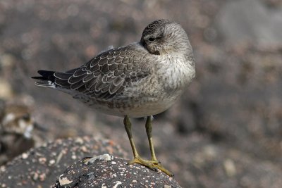 Calidris canutus - Red Knot