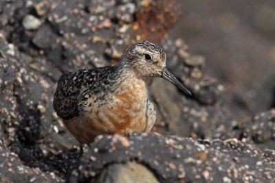 Calidris canutus - Red Knot