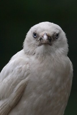 Corvus monedula - Jackdaw
