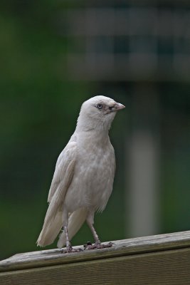 Corvus monedula - Jackdaw