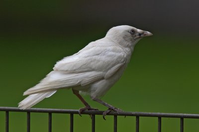 Corvus monedula - Jackdaw