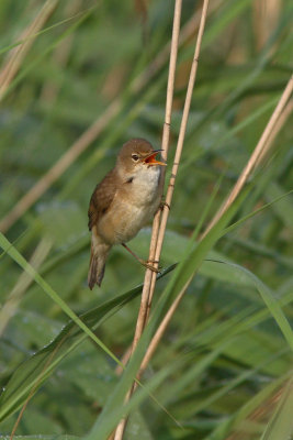 Acrocephalus scirpaceus - Reed Warbler
