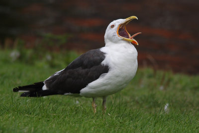 Kleine Mantelmeeuw