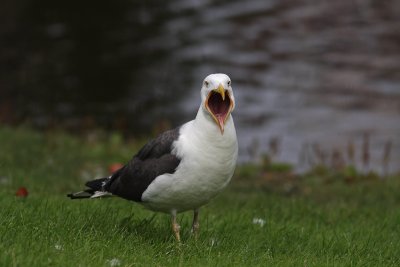 Kleine Mantelmeeuw