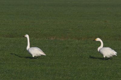 0368 Kleine Zwaan