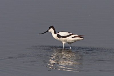 Recurvirostra avosetta - Pied Avocet