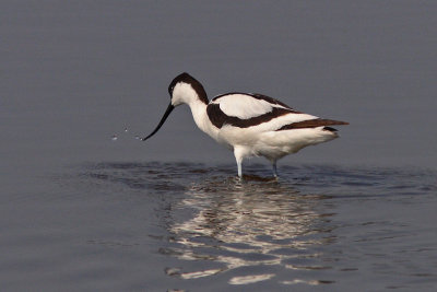 Recurvirostra avosetta - Pied Avocet