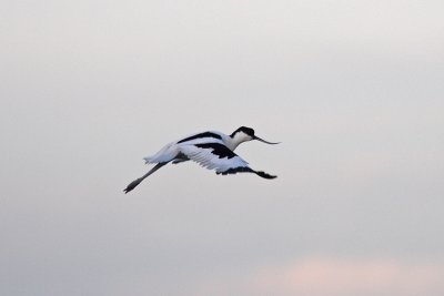 Recurvirostra avosetta - Pied Avocet