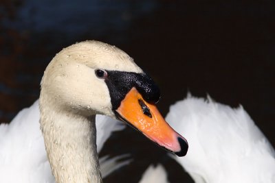 Cygnus olor - Mute Swan